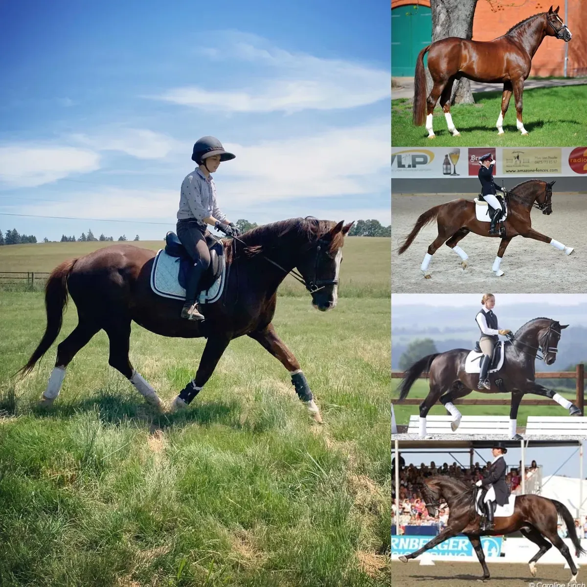 CJ Sport Horses